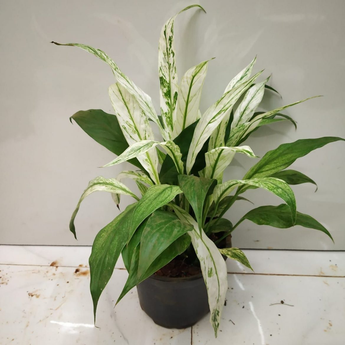 HOW TO CARE FOR PEACE LILIES (SPATHIPHYLLUM) - NurseryBuy