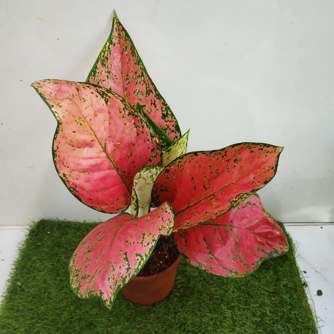  Aglaonema Lady Valentine  Nursery Buy