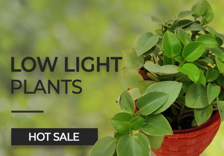 Low light plants