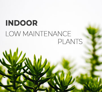 Indoor Low Maintenance Plants