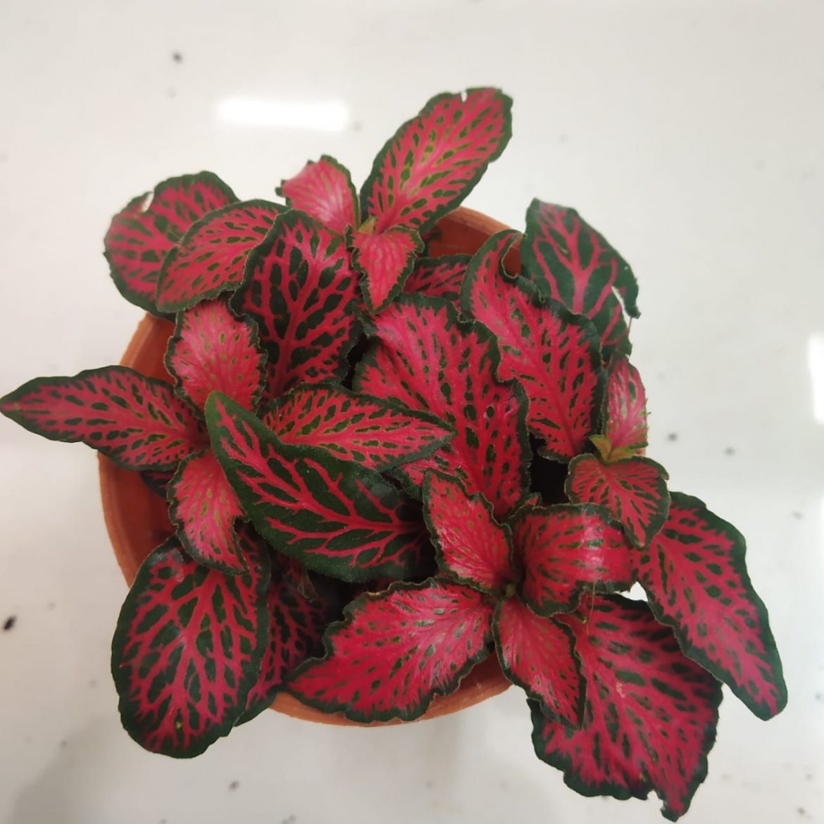 How To Grow and Care for Fittonia - NurseryBuy