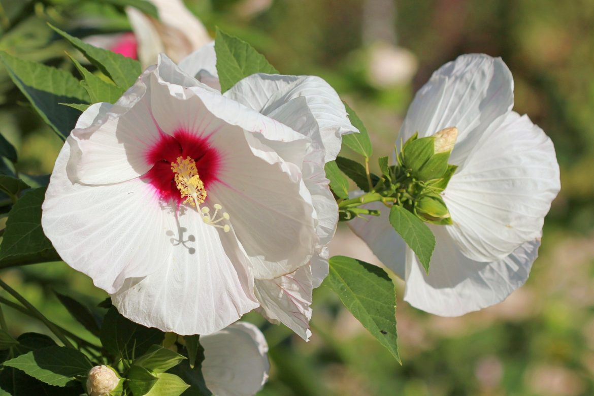 How to Grow Tropical Hibiscus NurseryBuy