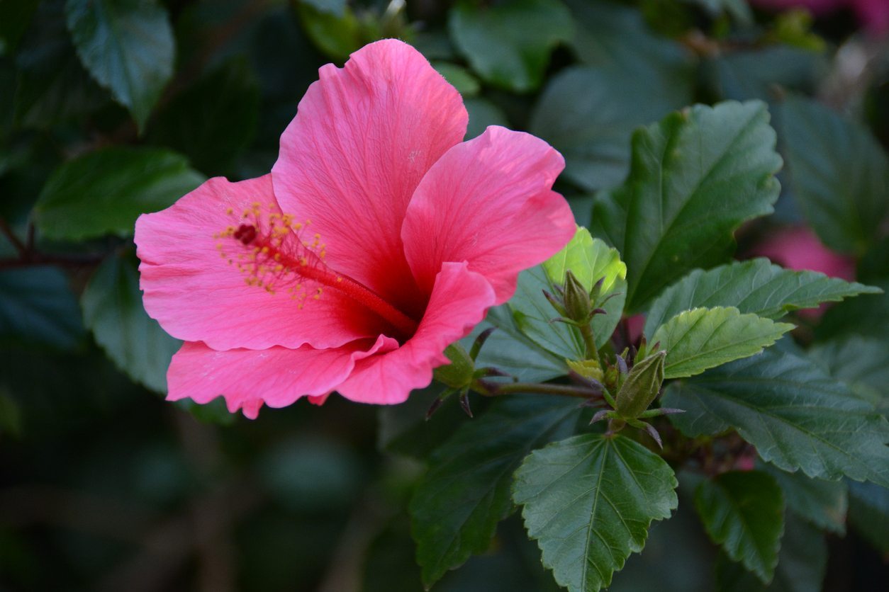 how-to-grow-tropical-hibiscus-nurserybuy