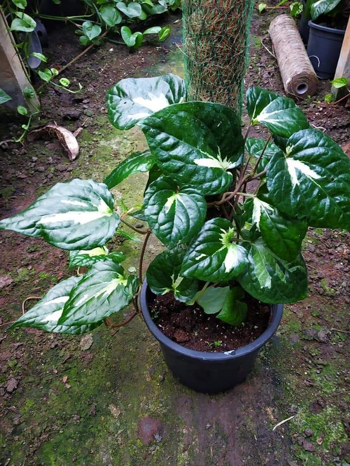 how-to-grow-betel-leaf-plant-nurserybuy