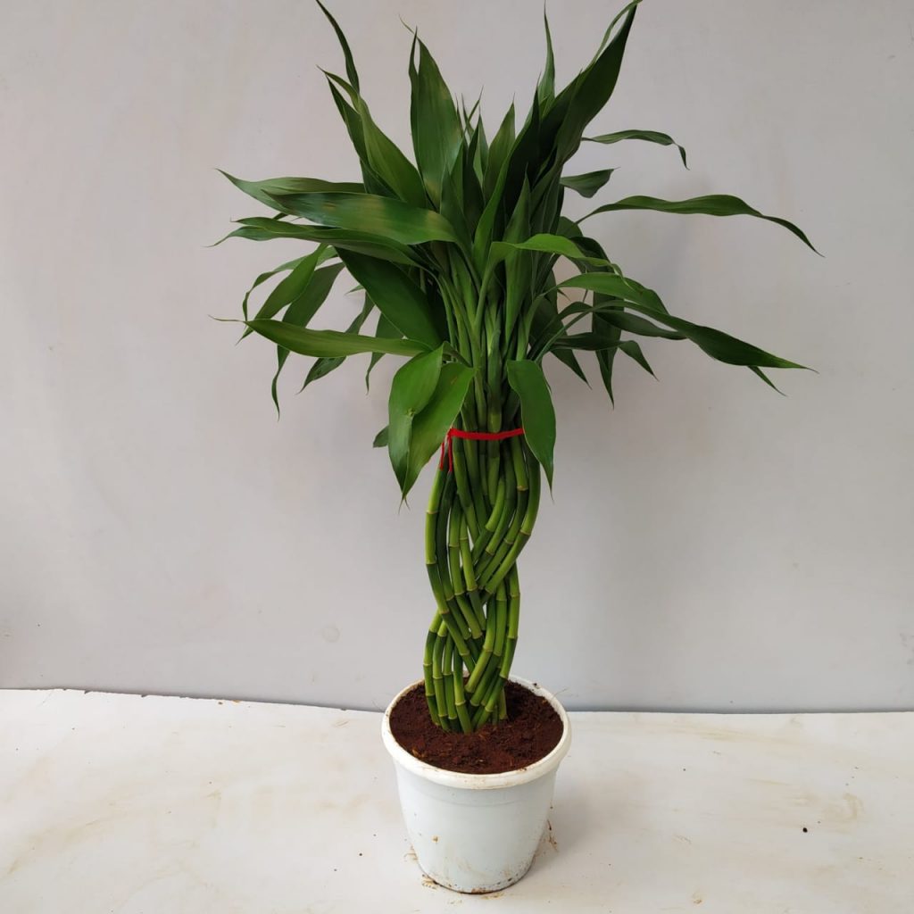 Braided Lucky Bamboo Green Plant NurseryBuy