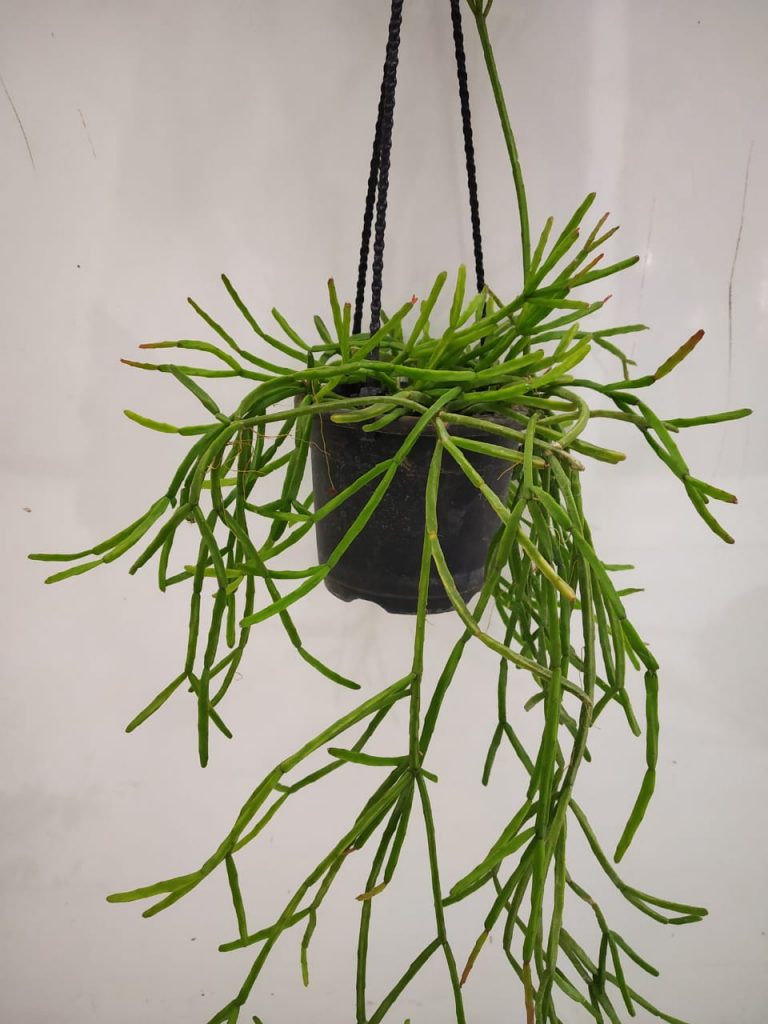 Rhipsalis Ewaldiana - NurseryBuy