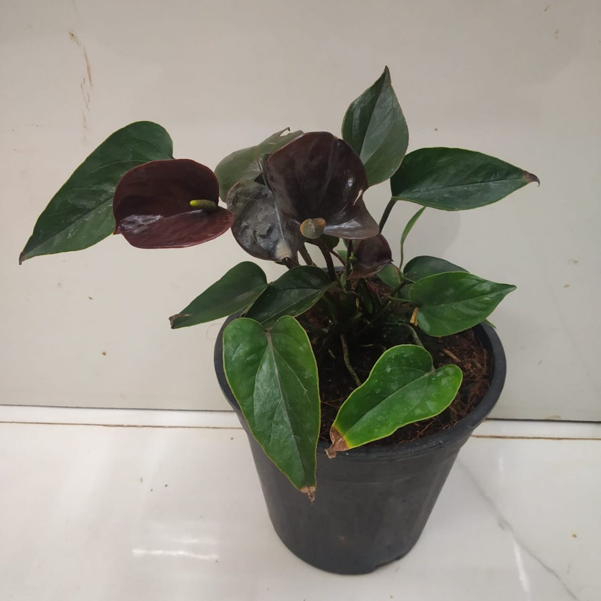 Anthurium 'Black Beauty' - Nursery Buy