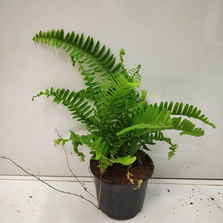 Nephrolepis Exaltata 'Bostoniensis' (Boston Fern) - NurseryBuy