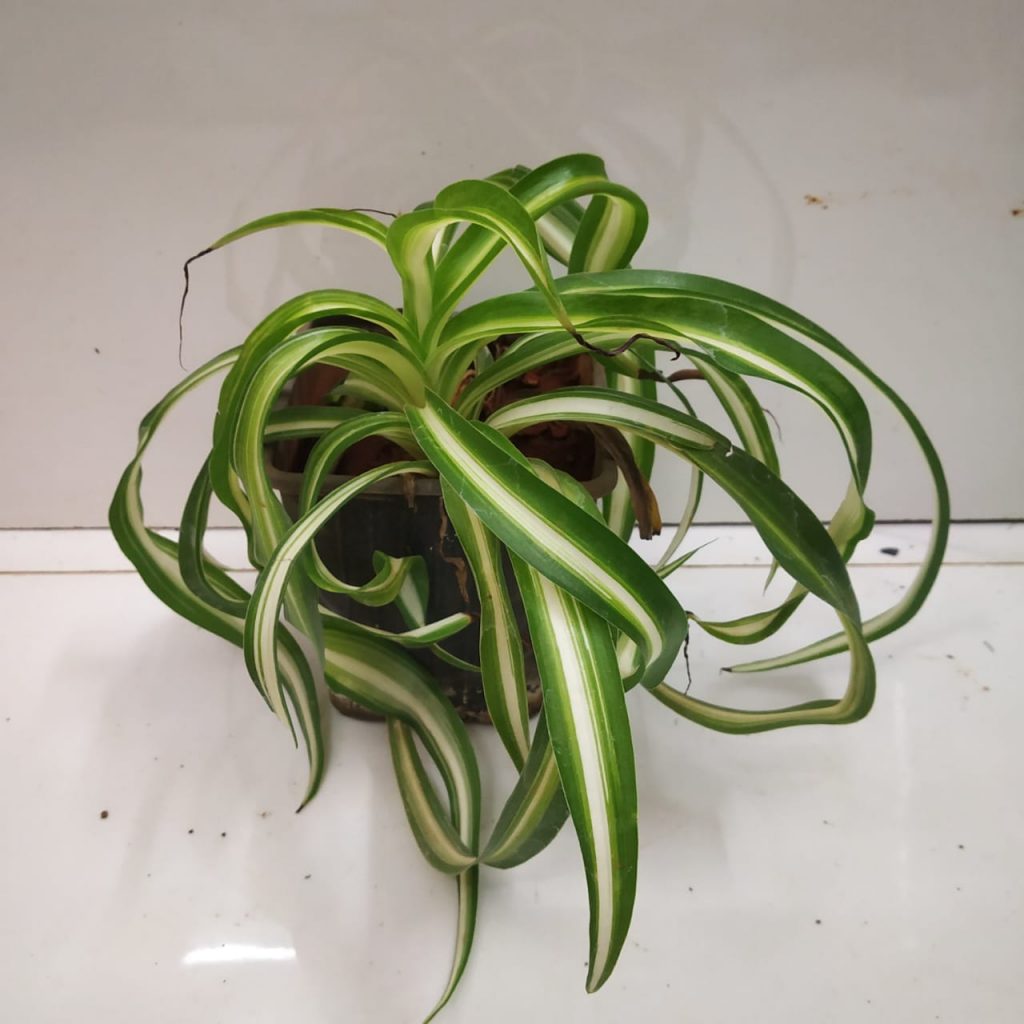 Curly Spider Plant Bonnie Nursery Buy