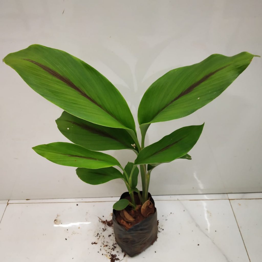 Curcuma Caesia ‘Black Turmeric’ - Nursery Buy