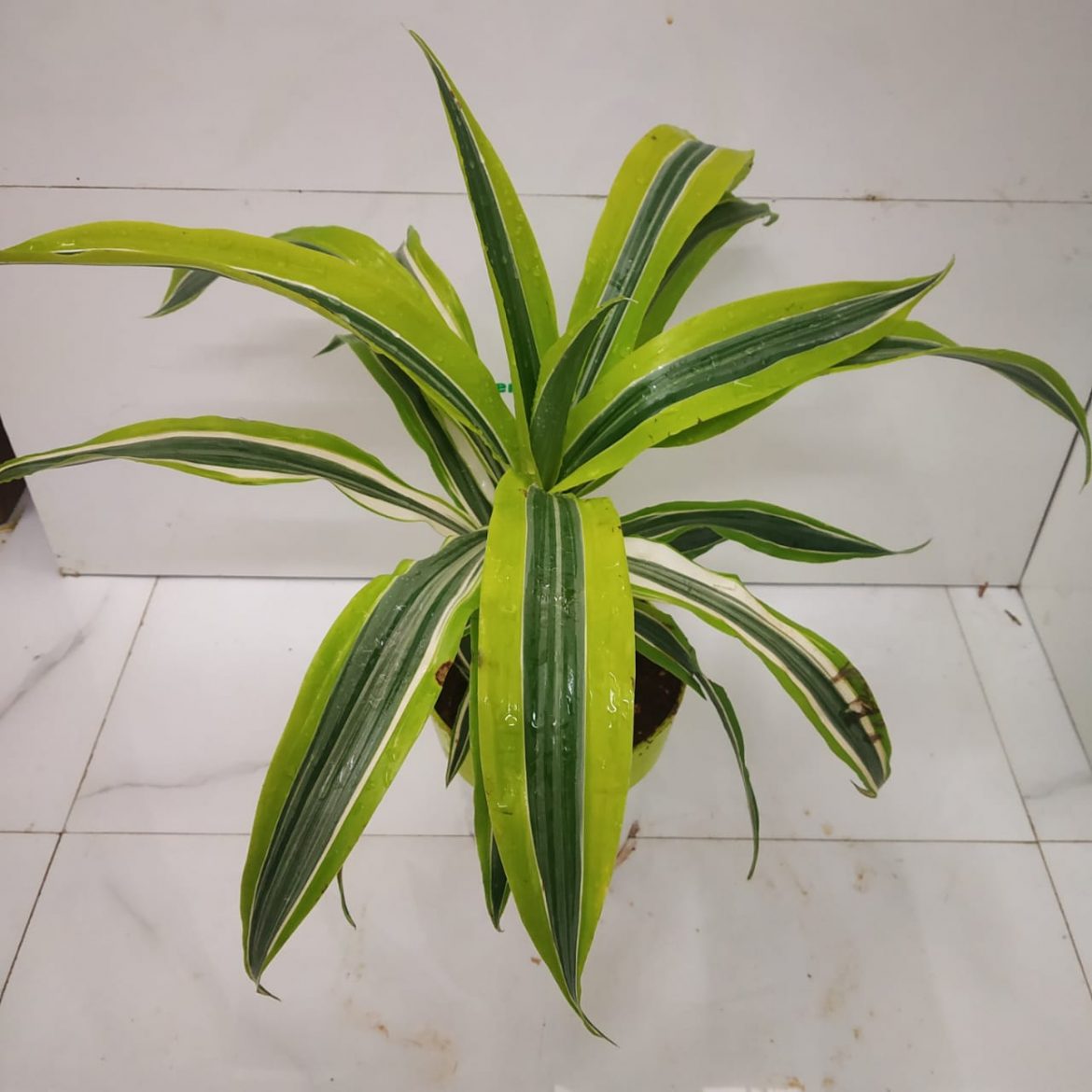 Dracaena 'Warneckii Lemon Lime' - NurseryBuy