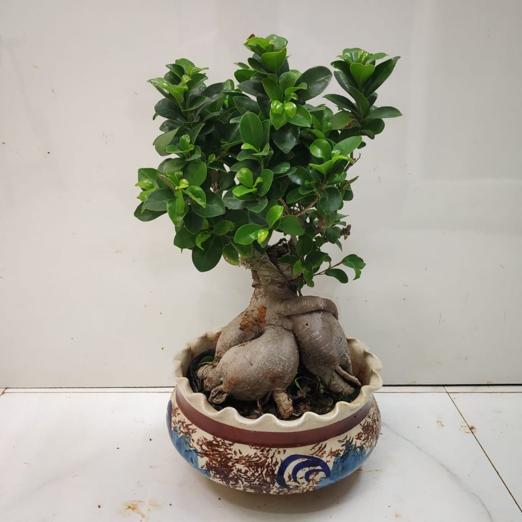 Ginseng Bonsai Ficus Large NurseryBuy