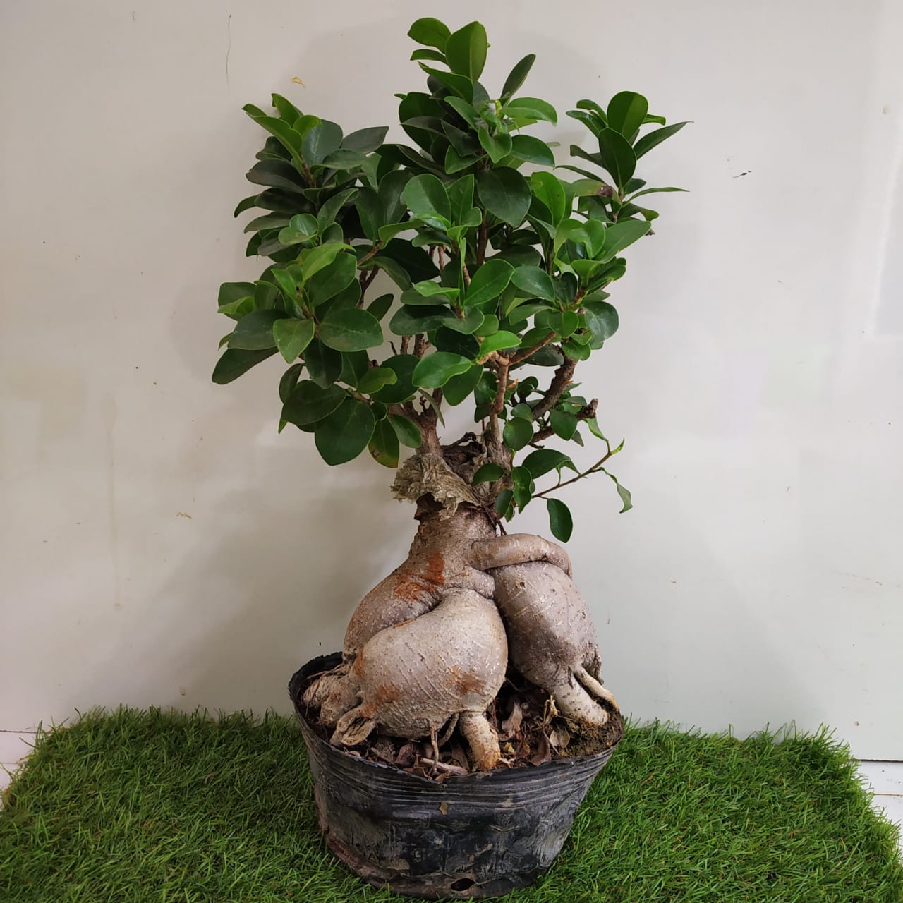 Ginseng Bonsai Ficus Medium Nursery Buy
