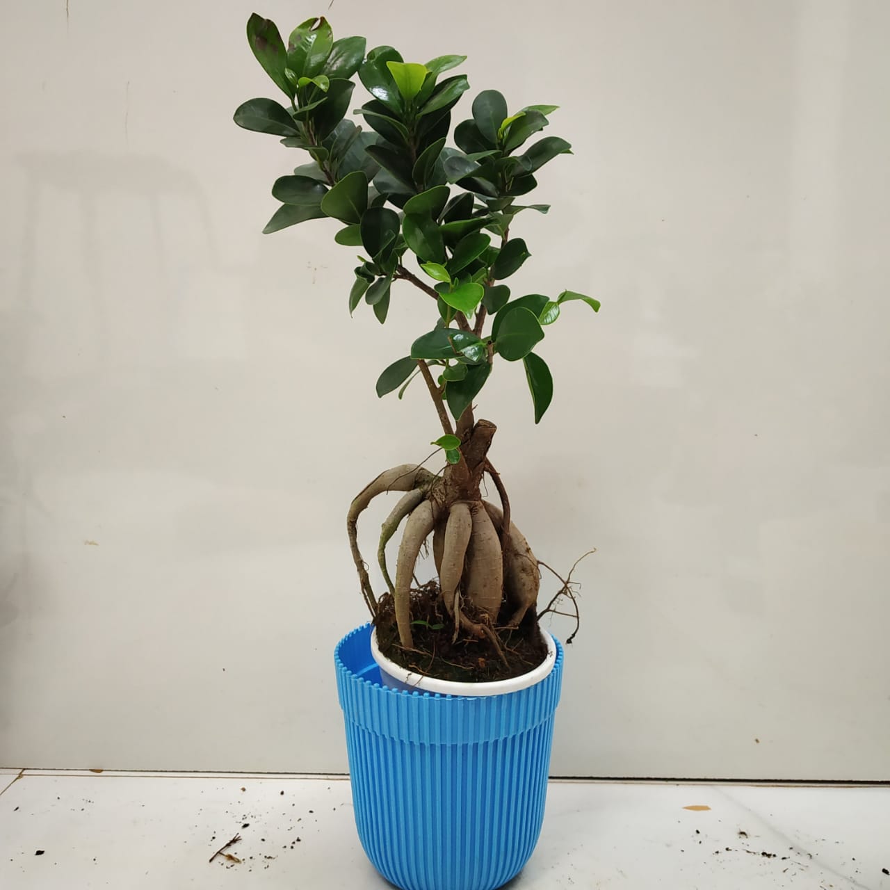 Ginseng Bonsai Ficus Small - NurseryBuy