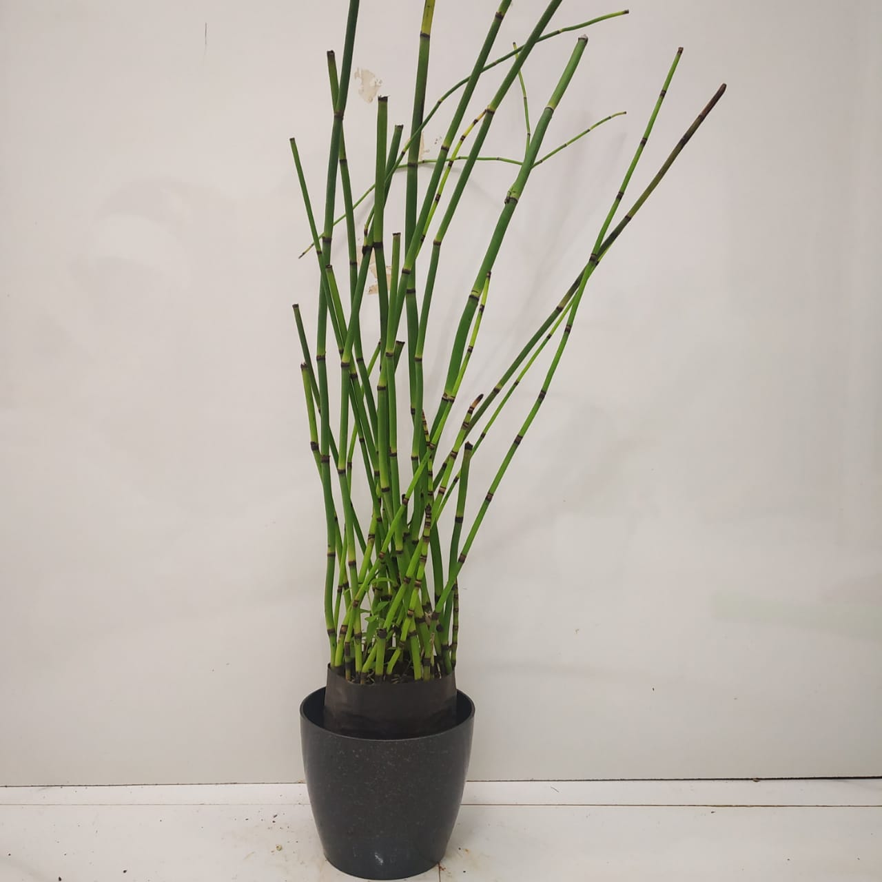 Horsetail Bamboo Plant (Equisetum Hyemale) Nursery Buy