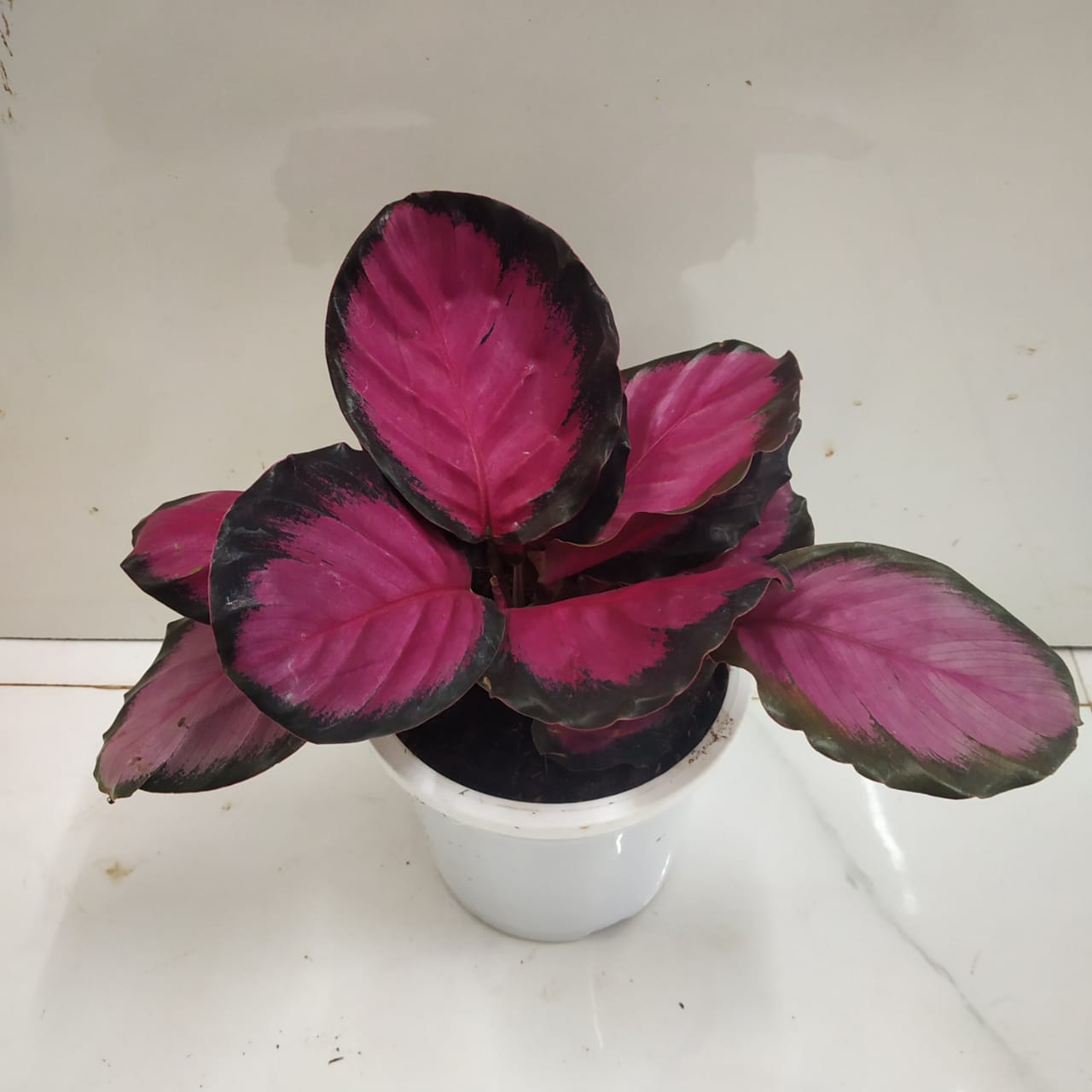 Calathea Picturata 'Crimson' Nursery Buy