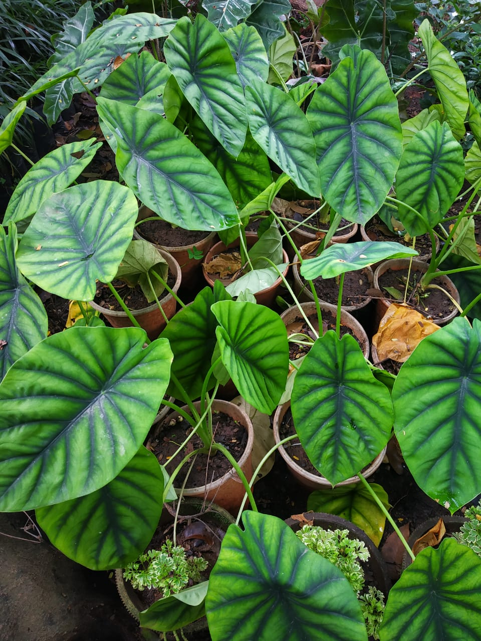 Alocasia Green Shield