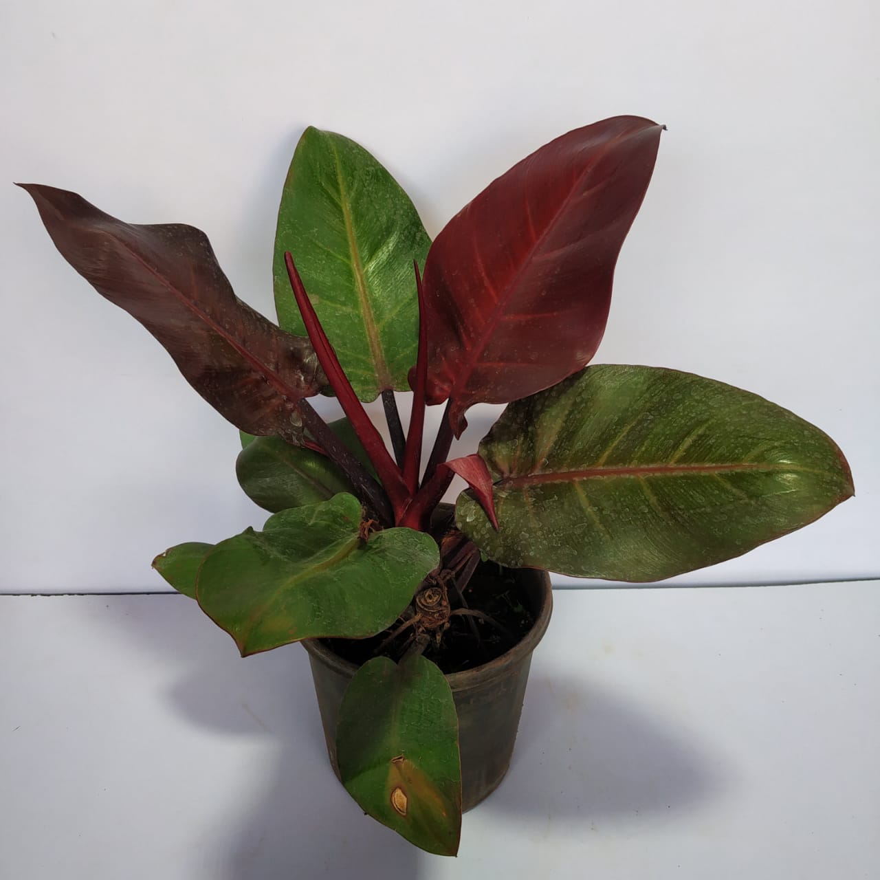 Philodendron 'Red Cardinal' Nursery Buy