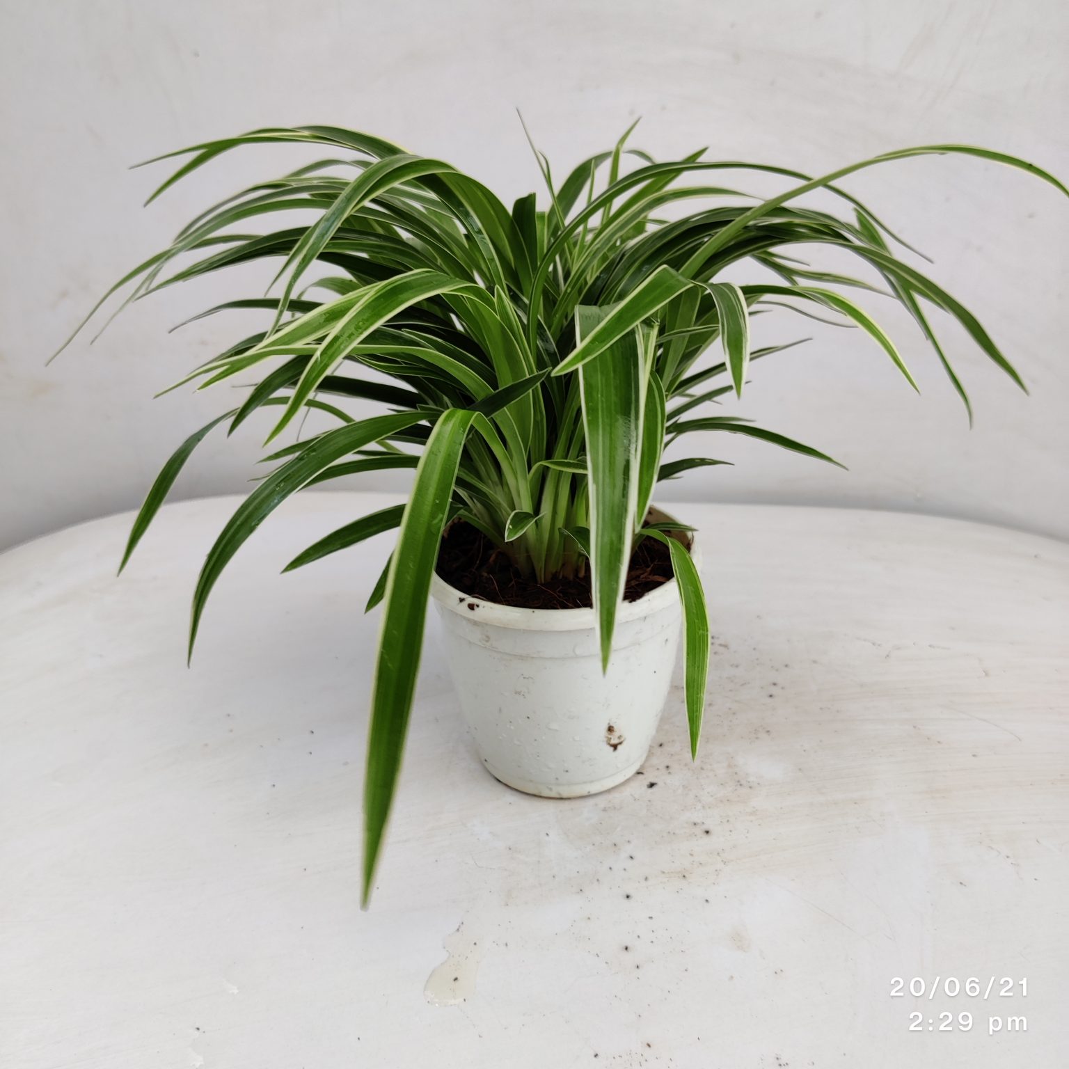 Chlorophytum Laxum (Spider Plant) - NurseryBuy