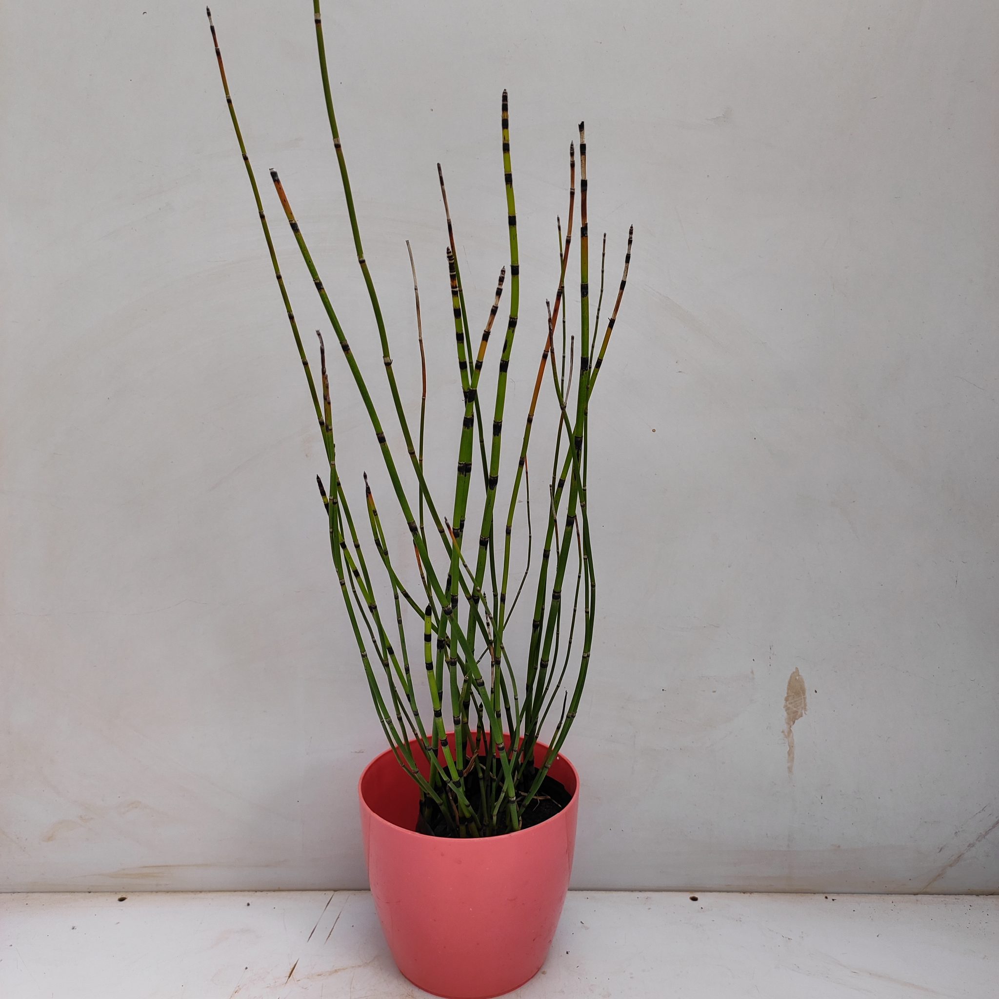 Horsetail Bamboo Plant (Equisetum Hyemale) NurseryBuy