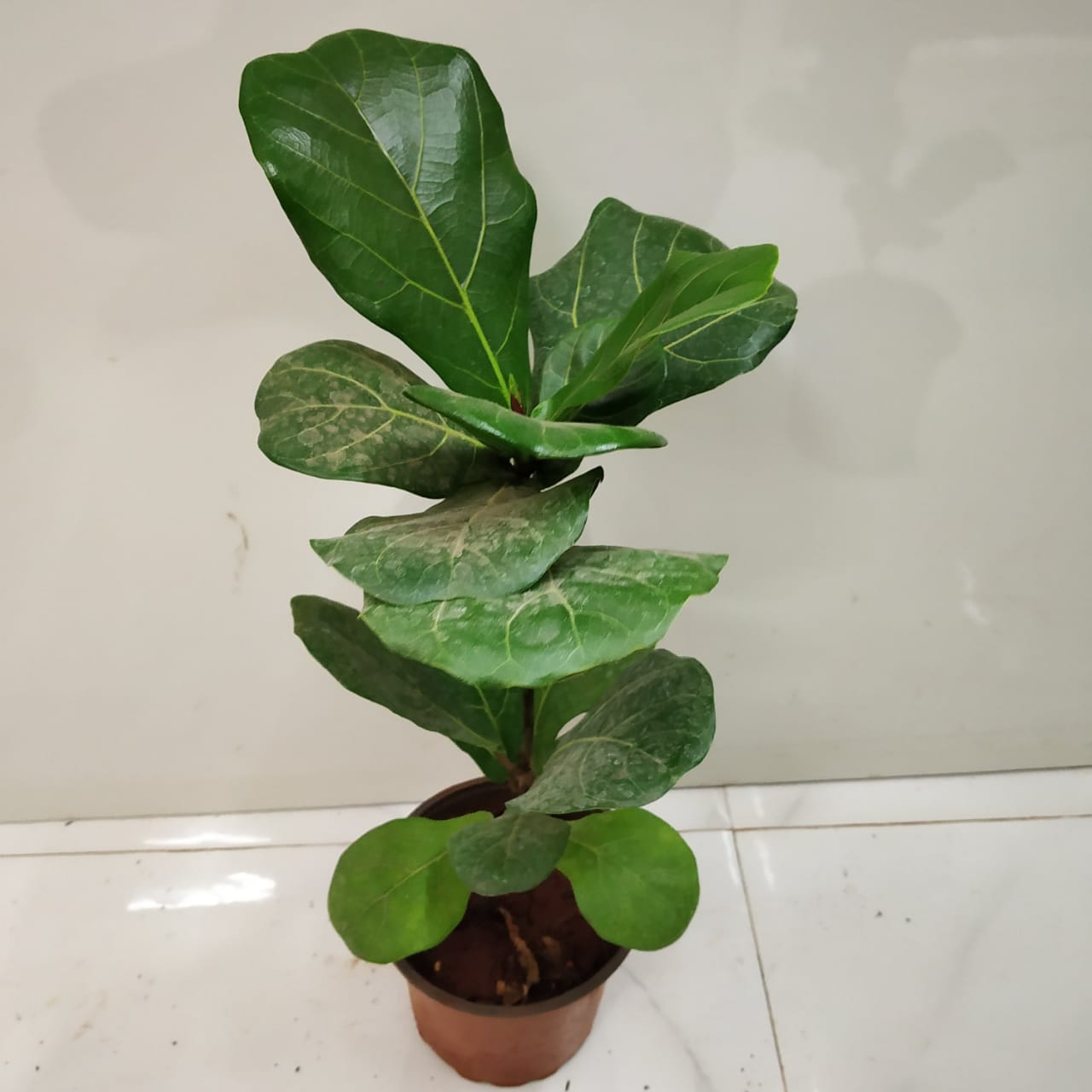 figleaf plant