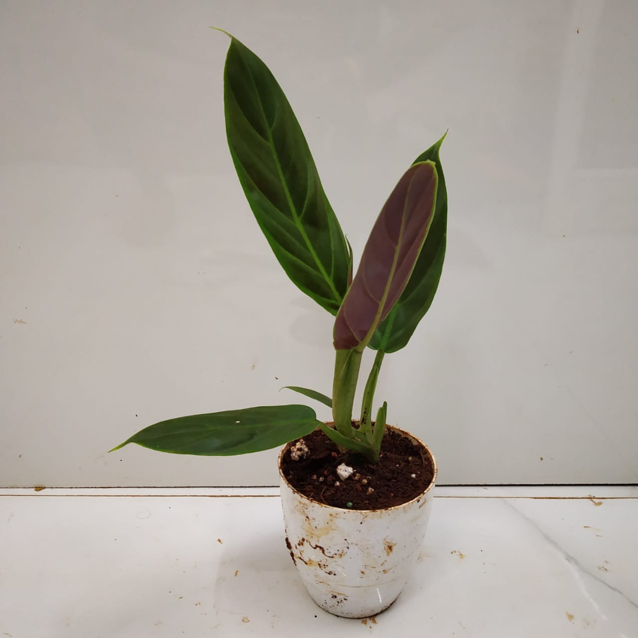 Philodendron Subhastatum