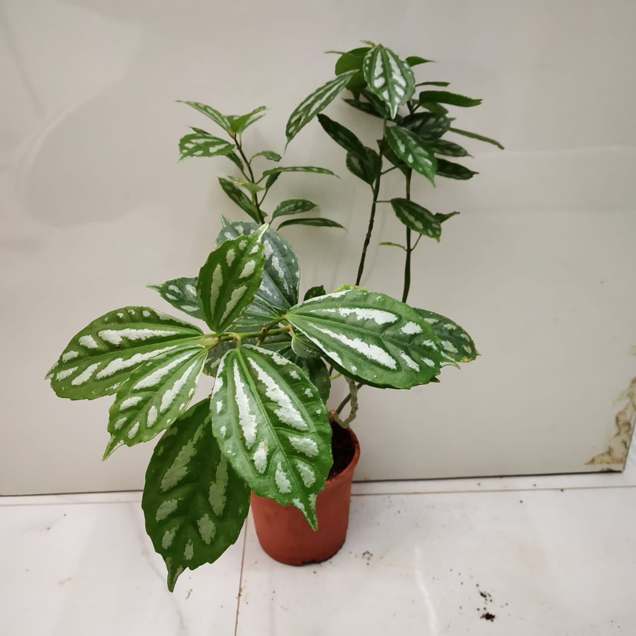 Pilea cadierei Houseplants or Indoorplants