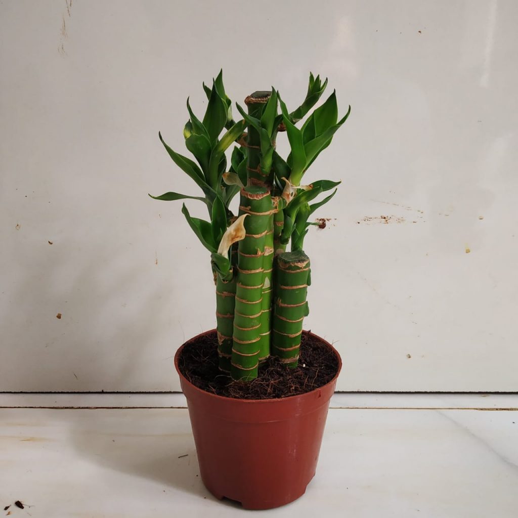 Lotus Bamboo Plant NurseryBuy