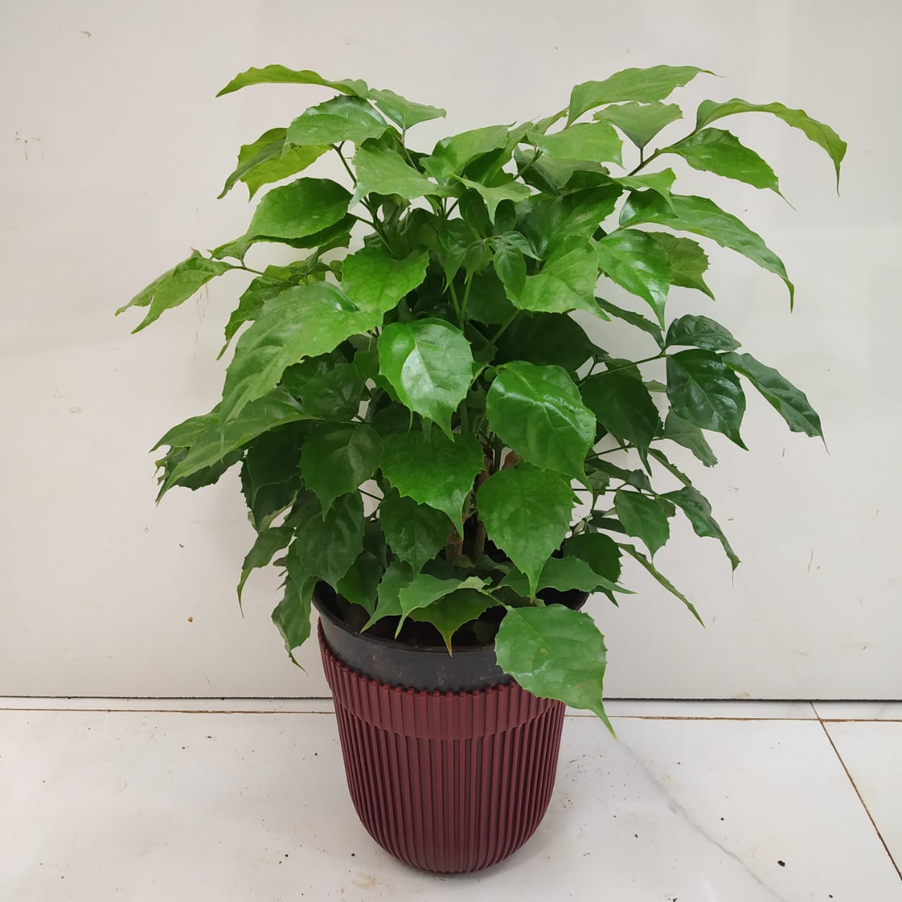 Home Garden Plant 50PCS Seeds Genuine Radermachera Sinica China Doll Emerald Tree Seeds Also for