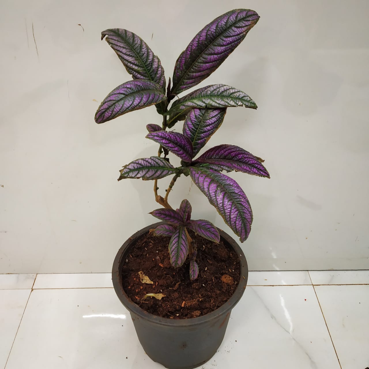 Strobilanthes Dyerianus (Purple Persian Shield) Nursery Buy