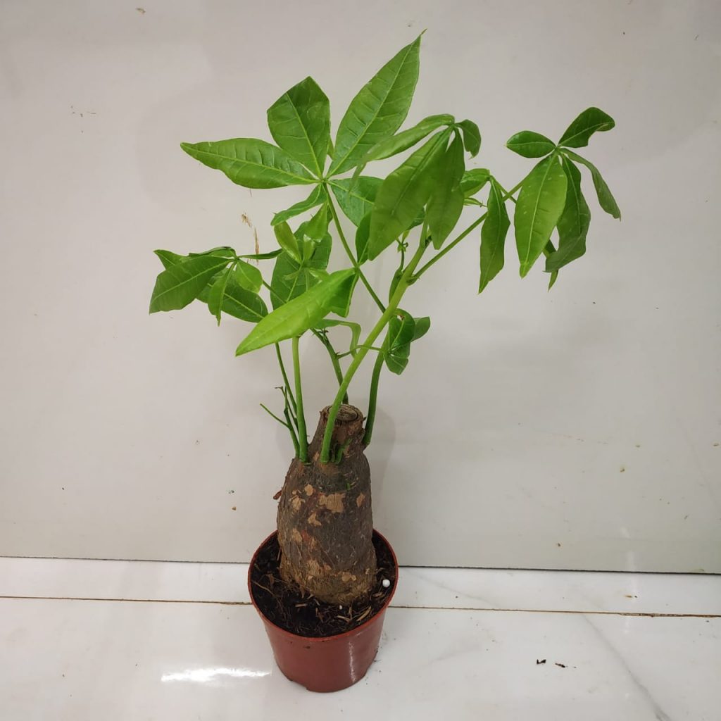 Thick Trunk Style Pachira Aquatica - NurseryBuy