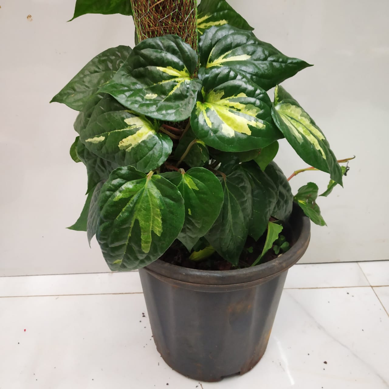 Variegated Betel Leaf Large Nursery Buy