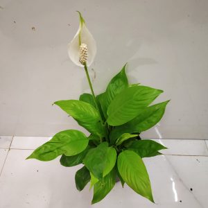 Peace Lilly Family