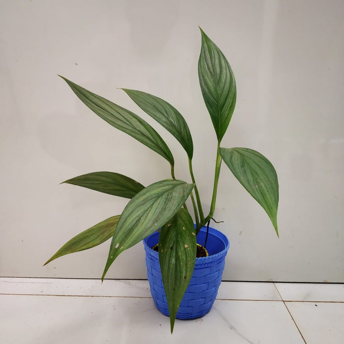 Epipremnum Amplissimum "Silver Streak" (Raphidophora Amplissimia