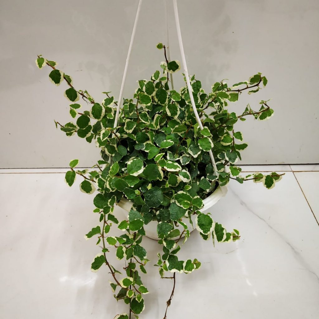 Ficus Pumila 'Variegated' - NurseryBuy