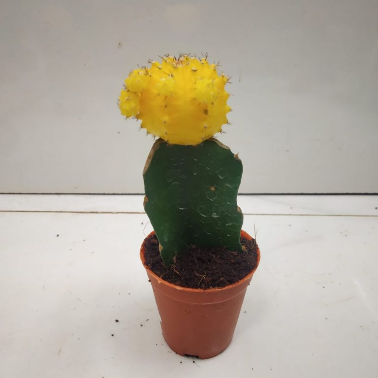 Moon Cactus 'Yellow' NurseryBuy