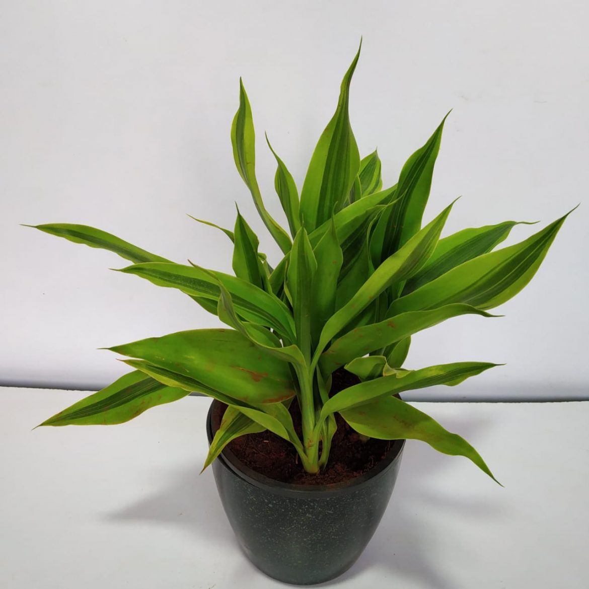 Dracaena Sanderiana Golden NurseryBuy   C6cbd9ad A93f 48fe 8f02 909d8ae35744 1170x1170 