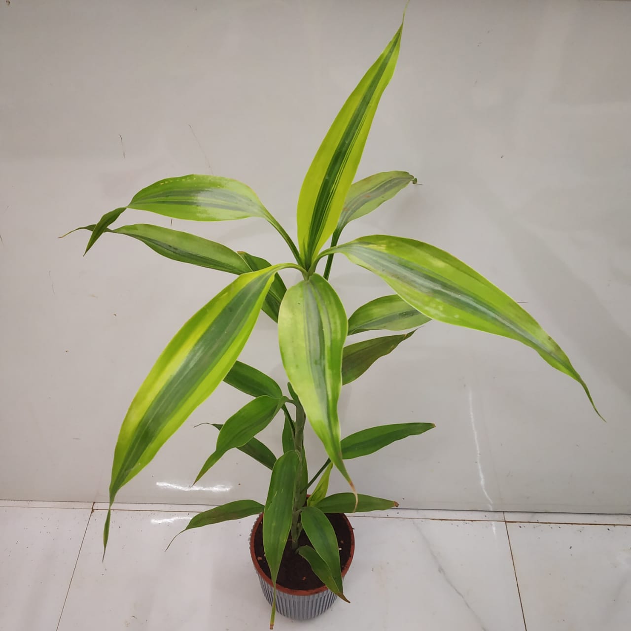 Dracaena Sanderiana Golden Nursery Buy   Dracaena Sanderiana Gold 