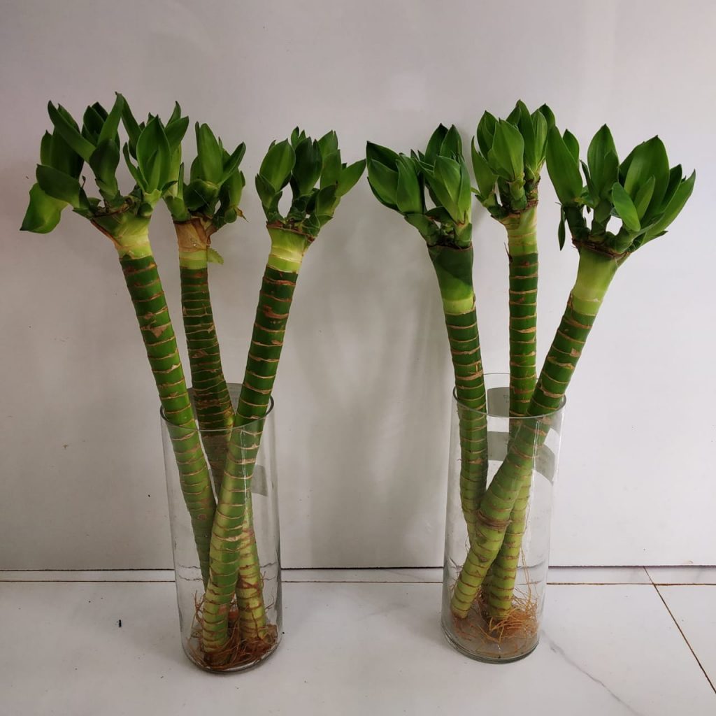 Lotus Bamboo Stick NurseryBuy