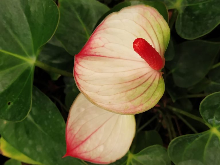 Anthurium 'Princess Amalia Elegance' - NurseryBuy