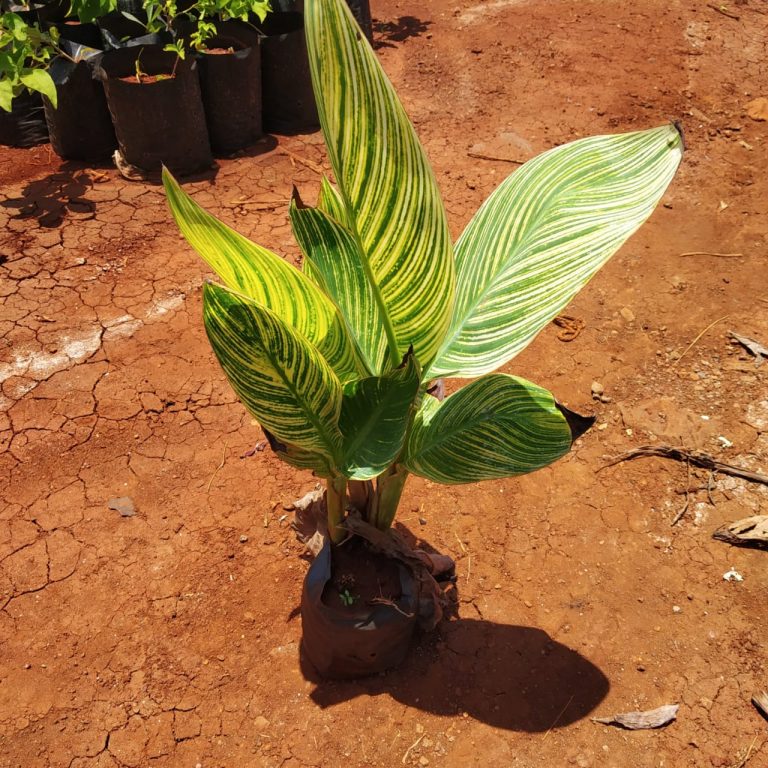 Variegated Canna Lilly 'Pretoria' NurseryBuy
