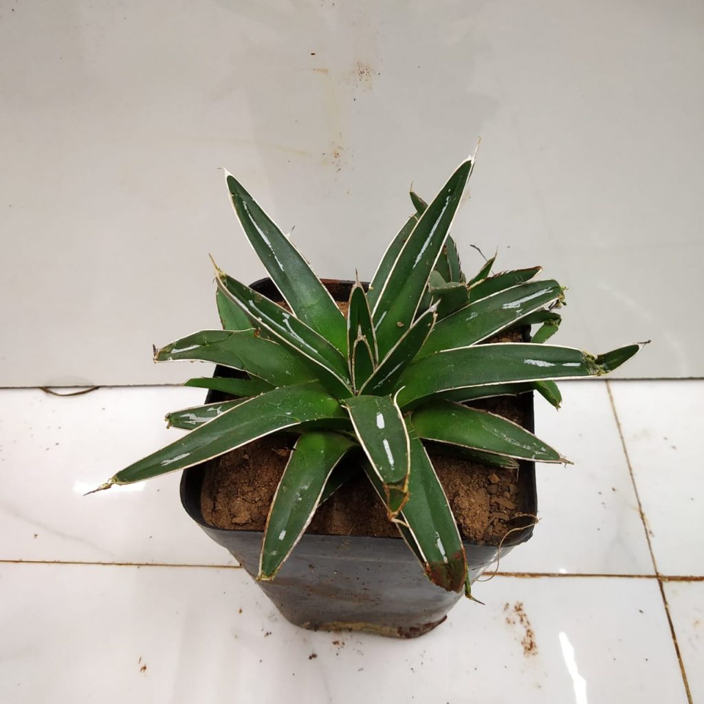 Agave Victoriae 'Reginae' - NurseryBuy