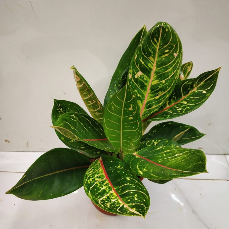  Aglaonema  Dona  Carmen  Hybrid Nursery Buy