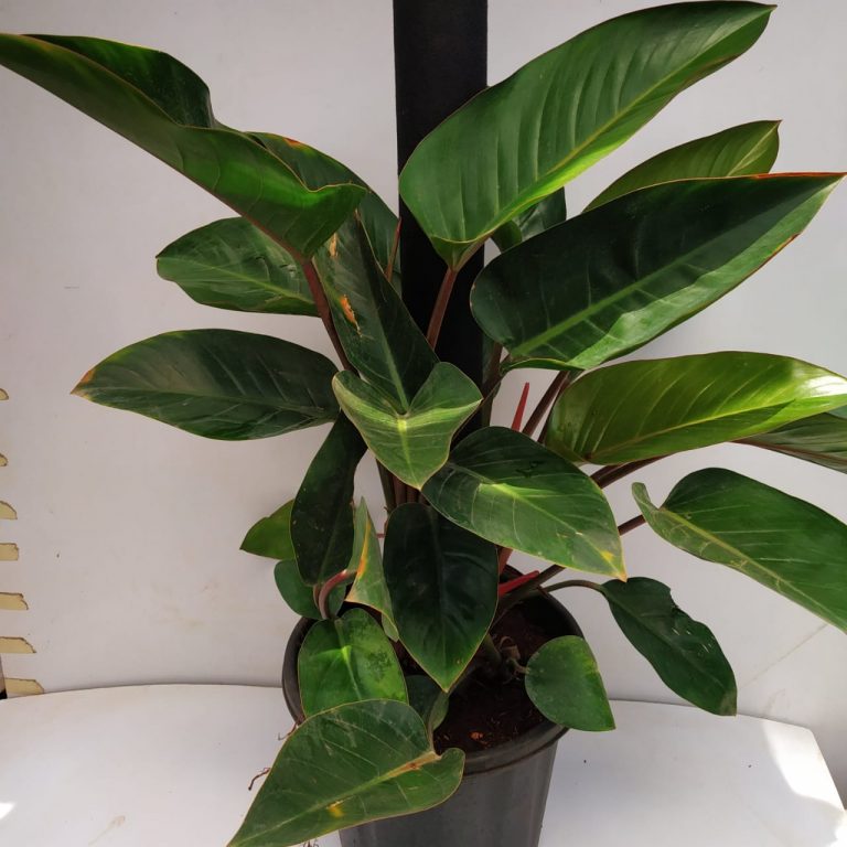 Philodendron Rojo Congo Large - NurseryBuy