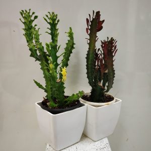 Euphorbia Family