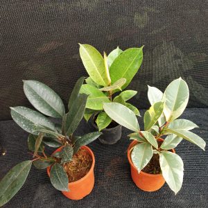 Rubber Plants Family