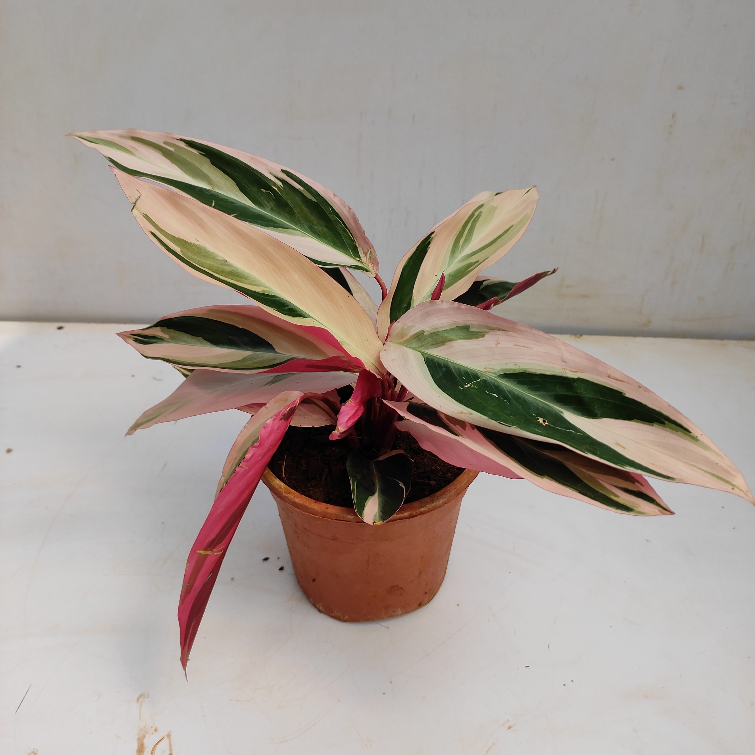 Stromanthe Triostar NurseryBuy