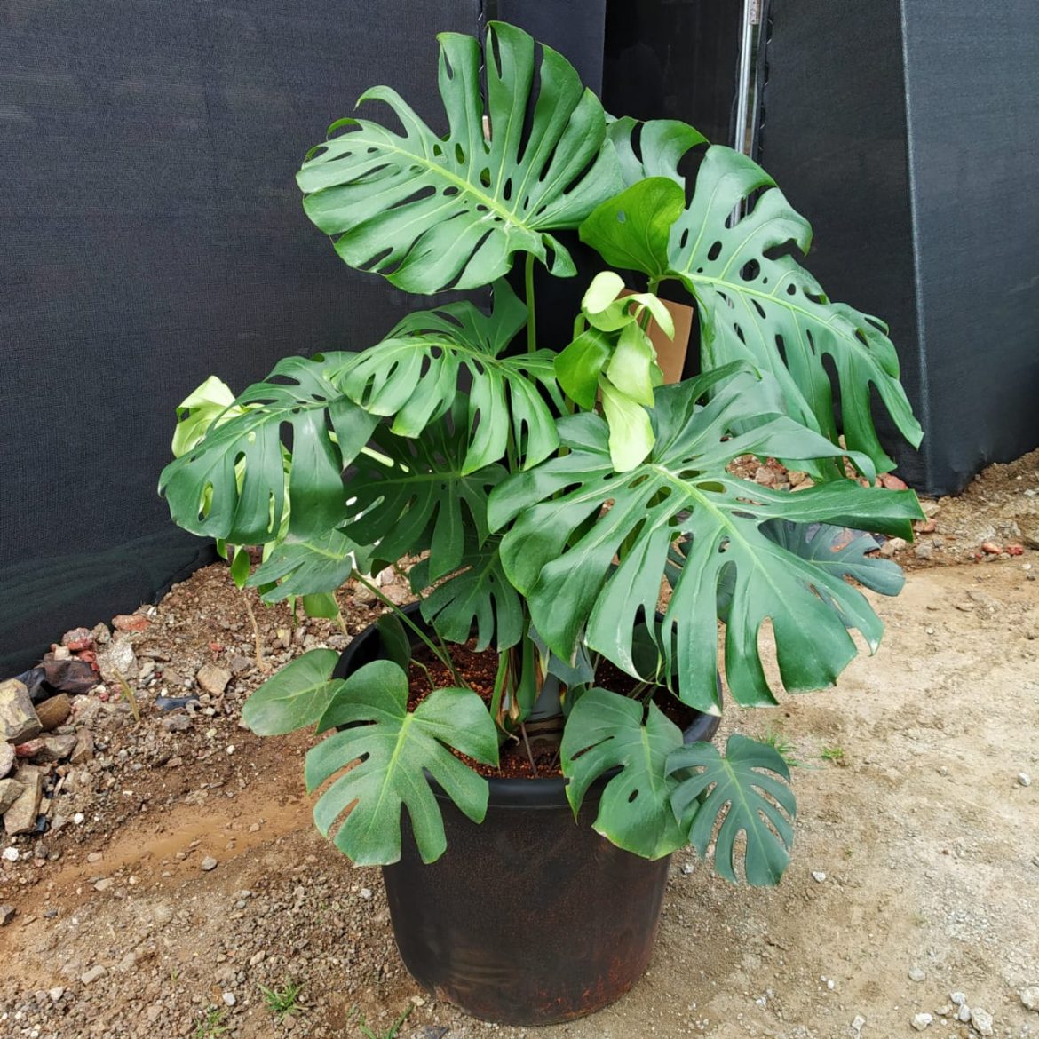 Monstera Deliciosa For Sale