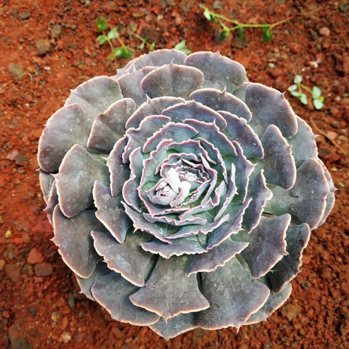 Echeveria ‘Sahara’ - NurseryBuy