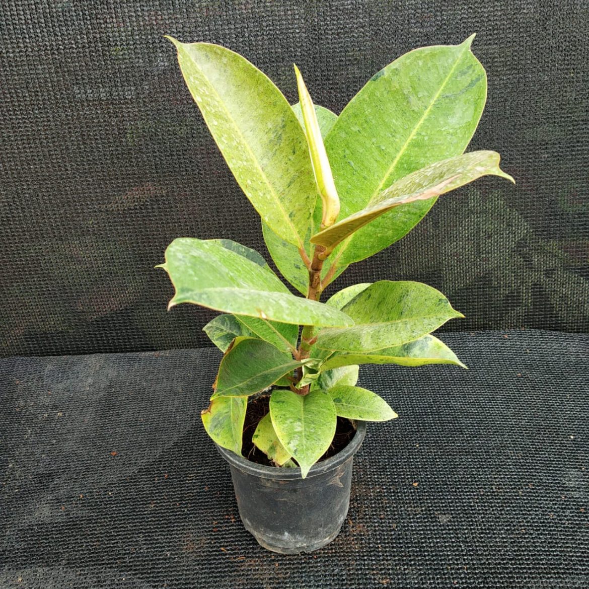 Ficus Elastica Shivereana - Nursery Buy